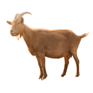 Goat
