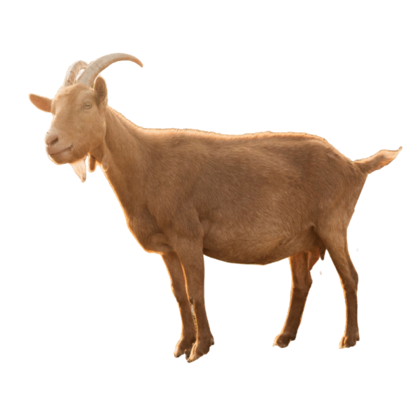 Goat